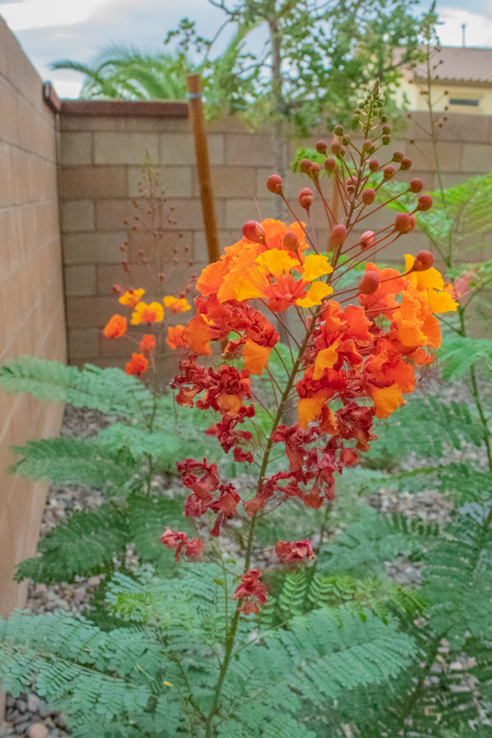 A photo of a Red Bird of Paradise flower taken with a wide depth of field.