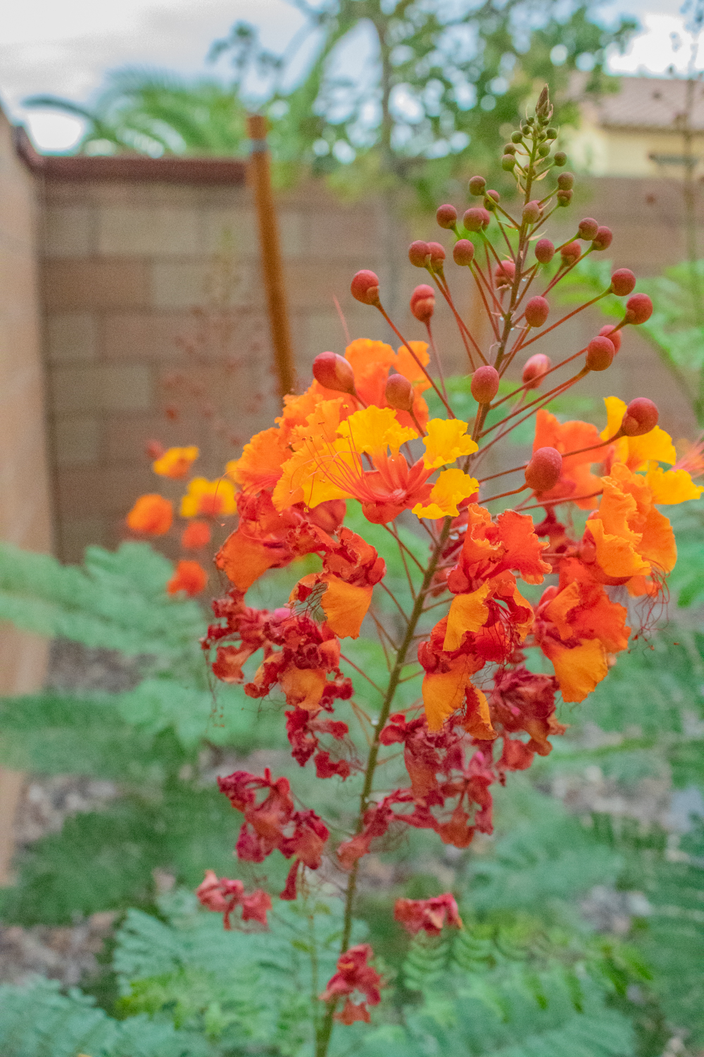 A photo of a Red Bird of Paradise flower taken with a small depth of field.